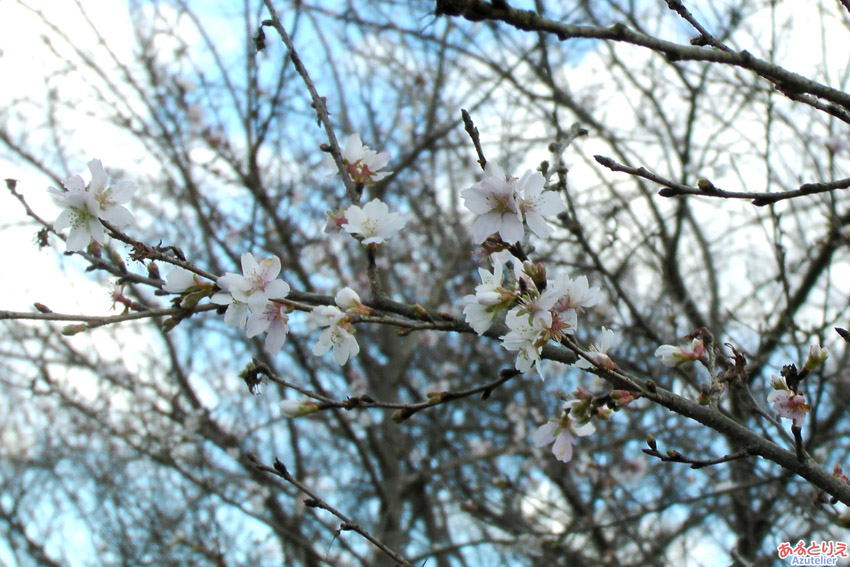 桜が咲いています〜