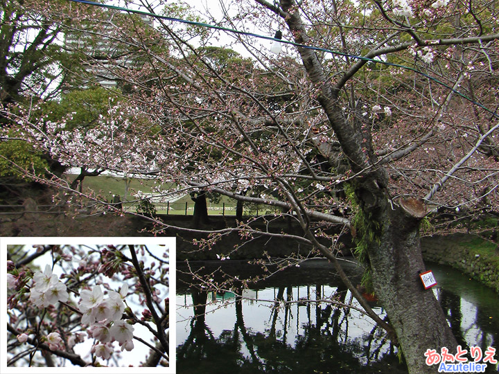 岡崎公園の桜が咲きました