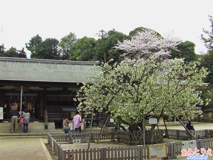 上地八幡宮・鬱金桜