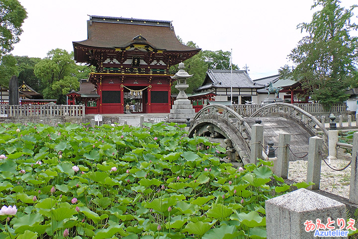 伊賀八幡宮・ハス