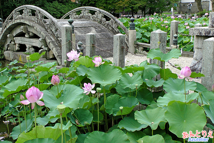 伊賀八幡宮・ハス