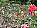 奥殿陣屋の花