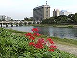乙川河川敷・岡崎公園