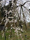 奥山田のしだれ桜、5分咲き