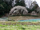 奥山田のしだれ桜、5分咲き