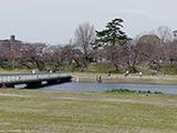 岡崎公園の桜、結構開花