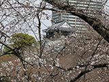 岡崎公園の桜、結構開花