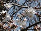 岡崎公園の桜、結構開花