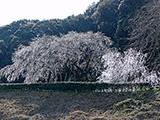 お花見紀行(1)奥山田のしだれ桜、咲き終わり