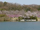 お花見紀行(4)明治用水取水口付近