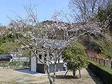 お花見紀行(5)小原四季桜公園