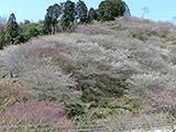 お花見紀行(6)川見四季桜の郷