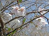 お花見紀行(6)川見四季桜の郷