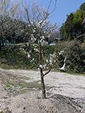 お花見紀行(6)川見四季桜の郷