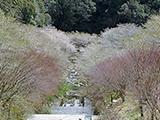 お花見紀行(6)川見四季桜の郷