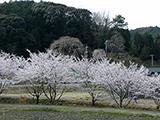 お花見紀行(1)奥山田のしだれ桜、咲き終わり