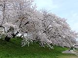 岡崎の桜、満開