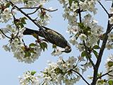 岡崎の桜、満開