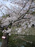 岡崎の桜、満開