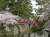 岡崎の桜、満開