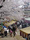 岡崎の桜、満開