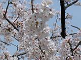 岡崎の桜、満開