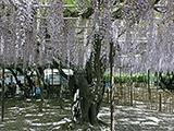 藤の季節、岡崎公園