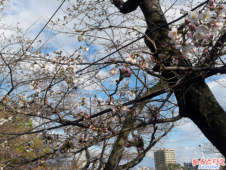 乙川の桜