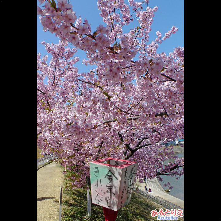 葵桜よありがとう。今年もきれいだよ。