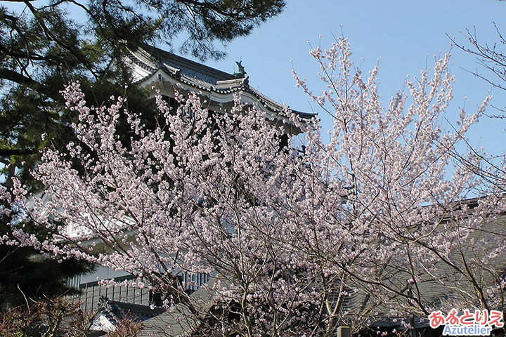龍城神社の庭園の桜