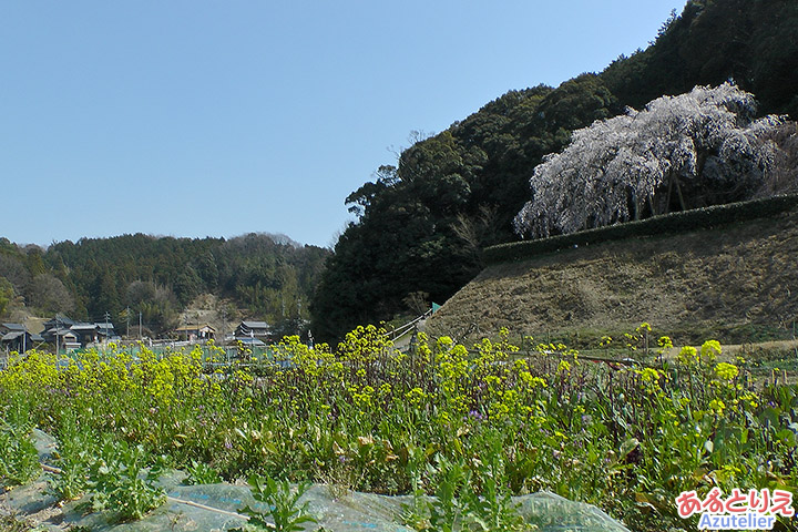 菜の花と桜
