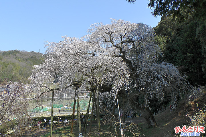 裏山から見るといい感じ