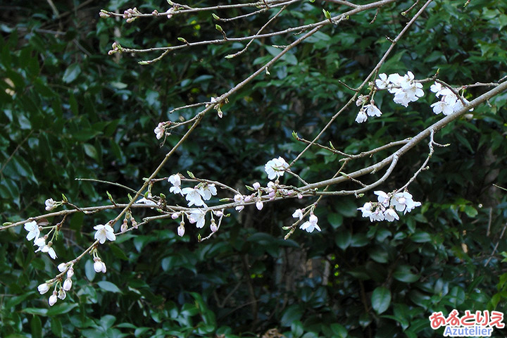 しだれ桜2世の花