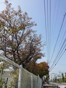 ちょっとずつ紅葉