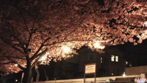 葵桜「夜桜」