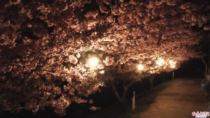 葵桜「夜桜」