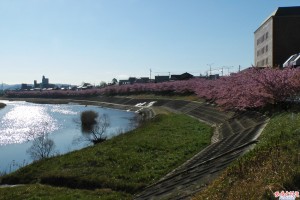 「葵桜」桜並木