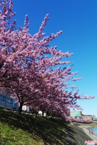 葵桜