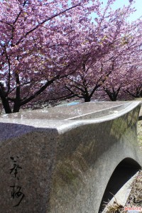 石のベンチと葵桜