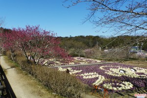 ハボタン「申年」