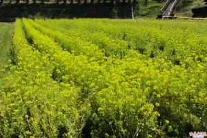 奥殿陣屋菜の花