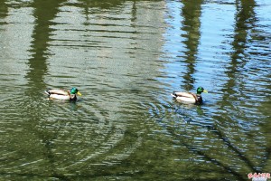 岡崎公園