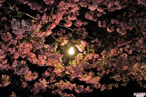 葵桜「夜桜」