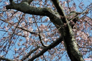 奥山田のしだれ桜