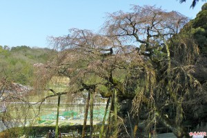 奥山田のしだれ桜