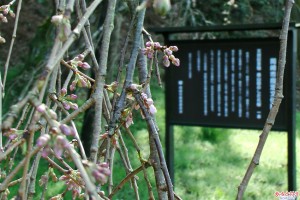 奥山田のしだれ桜