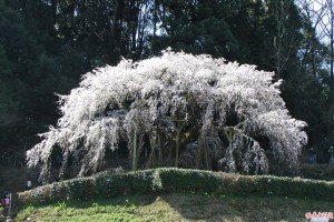 奥山田3/26