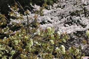 うこん桜と桜