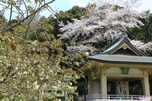 うこん桜