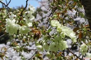 うこん桜と桜